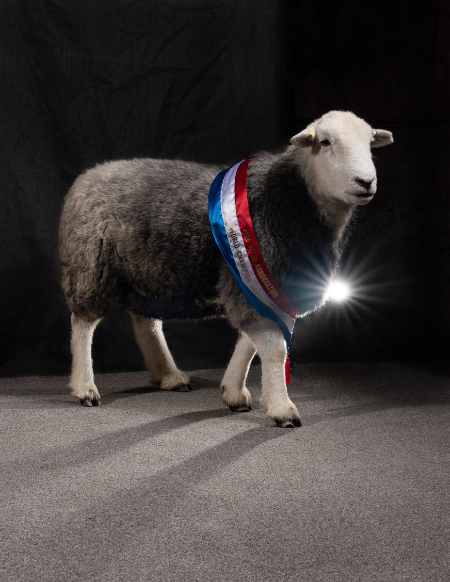 #fortyfarms Turner Hall Farm Anthony Hartley is King of the Herdwicks. His tups been crowned ‘World Champion Herdwick’ at the Eskdale Show in 2020 & 2021. He made headlines in 2020 when a Turner Hall tup sold at Cockermouth auction mart for around £18,900 a record for the breed.