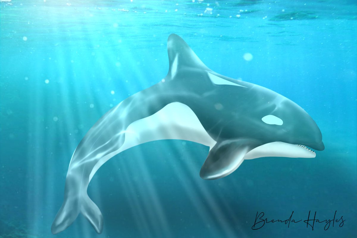 advisoryscience's tweet image. Teaching Year 4 Animals Including Humans? 
Encourage children to use “so that” when answering questions about adaptation. 

🤨Did you know? Orcas have black and white patterns ‘so that’ they can camouflage and hide from prey. #HEPScience 

Illustration using #procreate