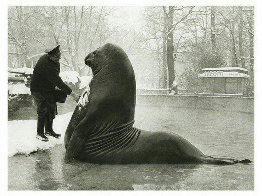 Roland, an elephant seal, getting a snow bath from his handler at Berlin Zoo, c. 1930.