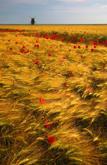 kicking_carbs's tweet photo. Gold and Red, The Netherlands #GoldandRed #TheNetherlands https://t.co/0vmVeNjpAs https://t.co/us6mdBfYWL