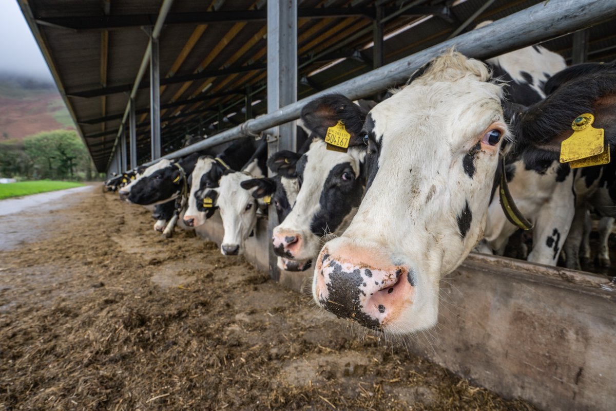 #fortyfarms Beckside The expansion of Beckside’s dairy herd has not only increased farm turnover and profit, but ammonia emissions have been cut and animal welfare, particularly teat health, improved.