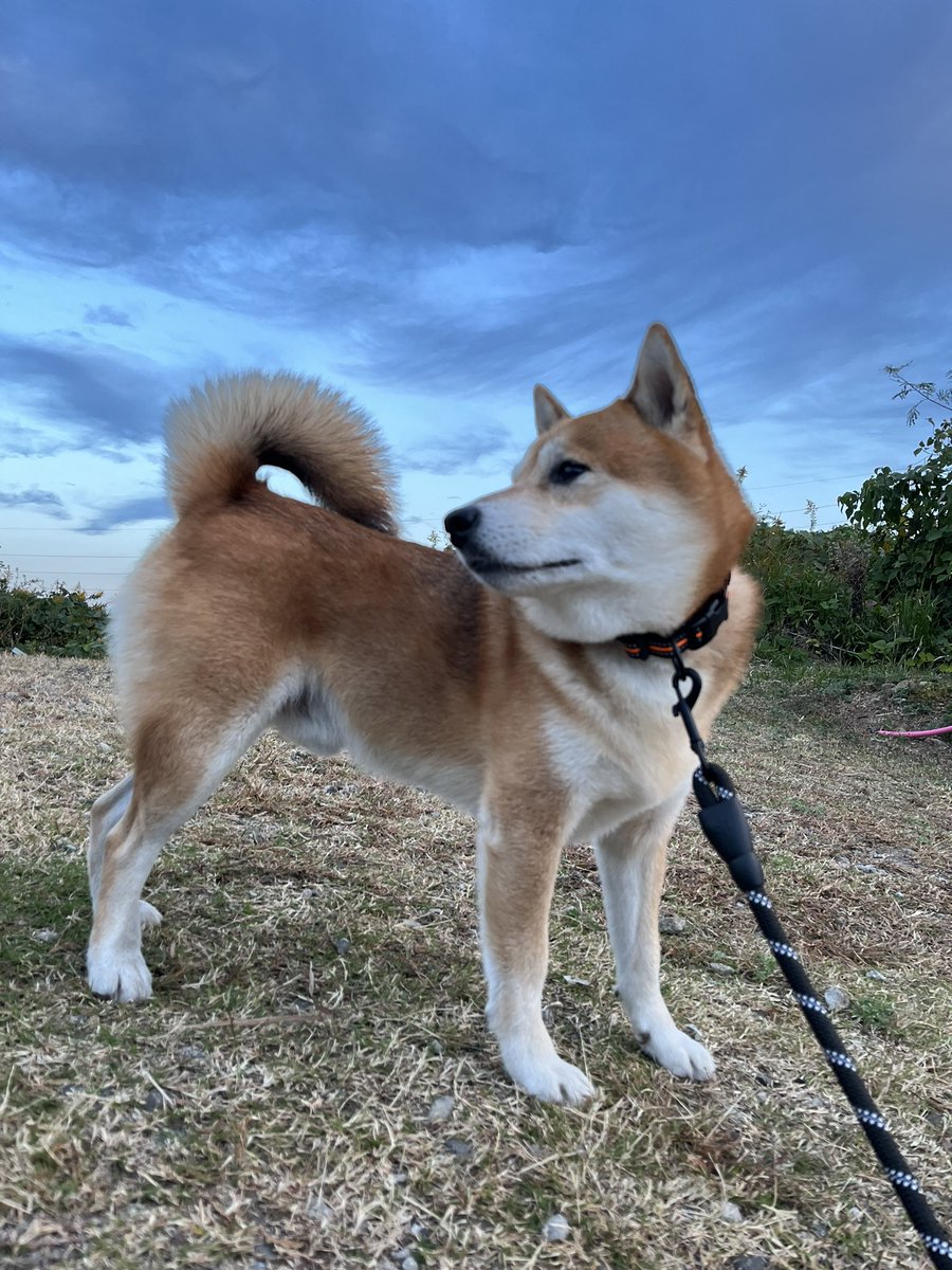 #イマソラ #空 #写真
#柴犬 #犬 #愛犬 #dogs

首ストレッチ https://t.co/osM4g8HMTk