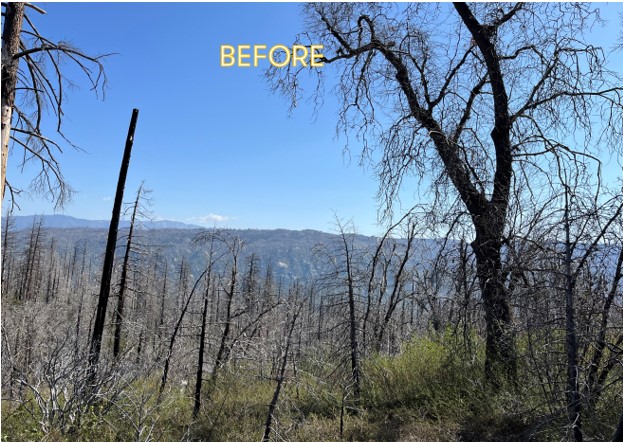 DyerDialogue's tweet photo. @AmericanForests just wrapped up #biomassremoval on over 400 acres of the 2015 #RoughFire w/ @GBInstitute and @SequoiaForest. These acres are now more suitable for #climatesmart #reforestation & the standing dead trees will continue to store #carbon - a win-win! https://t.co/dTDotb7csO