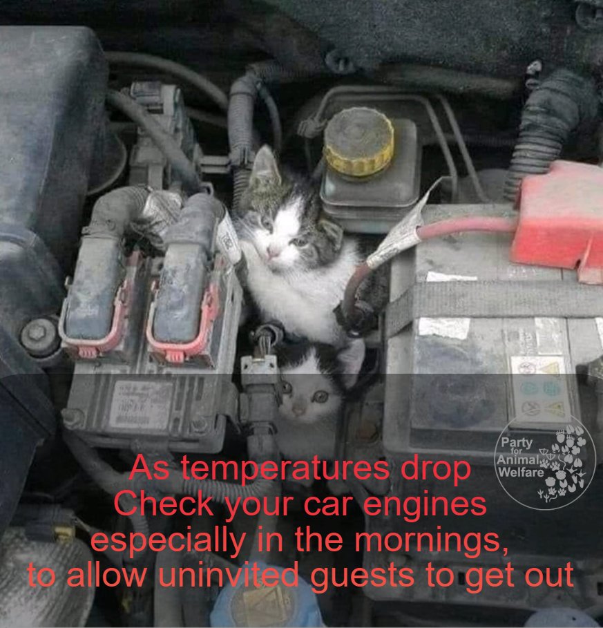 As temperatures are beginning to drop, please check your engines- especially in the mornings. A couple of thuds on the bonnet will do, and give it a minute to allow uninvited guests to get out. They may be asleep, stuck, or frozen with fear. You could be saving little lives. 💚😼
