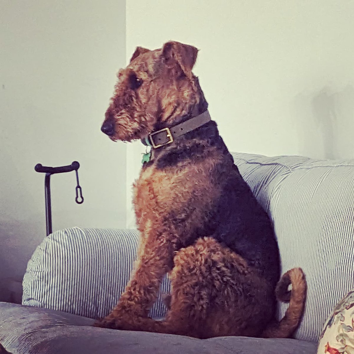 ColRed's tweet image. Our dog plays human for Halloween.