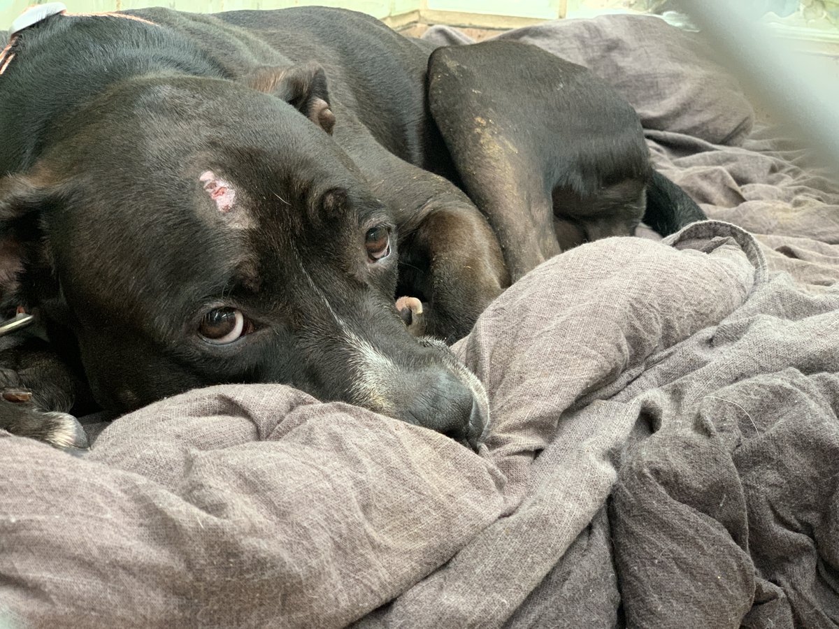 This is how Charlie Brown feels about continuously being overlooked.

He dressed up, and no one came to see him. He sits so nicely in his kennel, and no one stops to say hello. We KNOW there is a family out there for him.

Please share for this underdog!