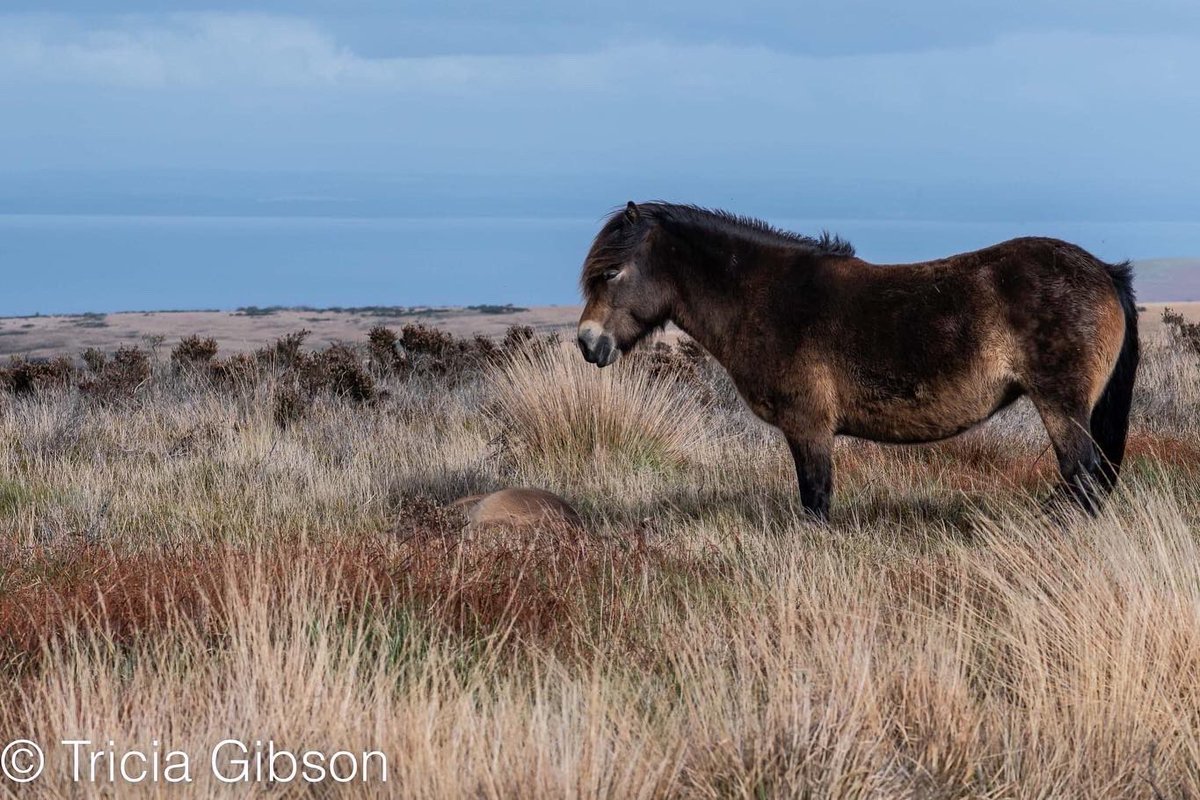 exmoormare tweet picture