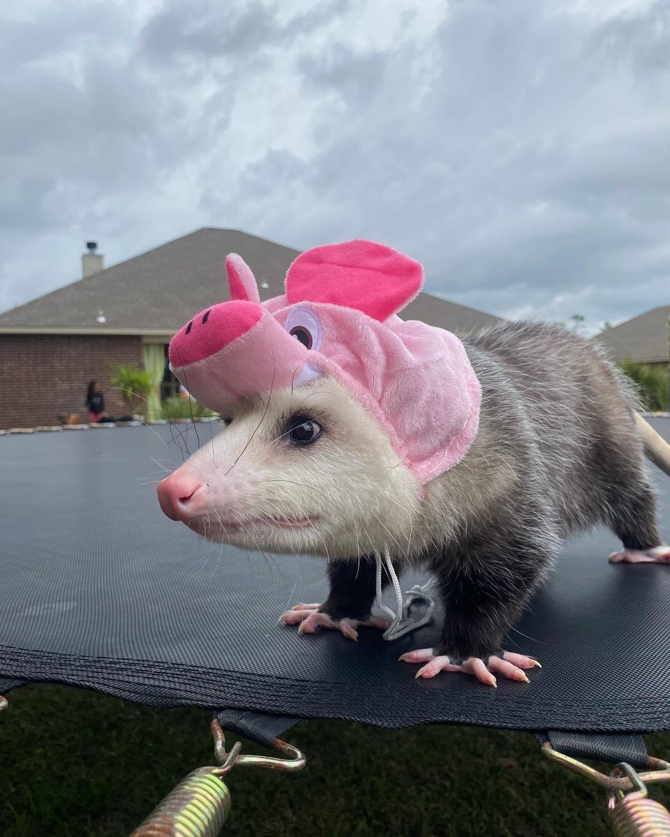 HaileyGreen122's tweet photo. just because he's so handsome, he gets his own post🥰
#haileygreen #music #musician #possum #halloweencostume #halloweenpets #halloween #henry #music #musician https://t.co/UUWqgPjTtJ