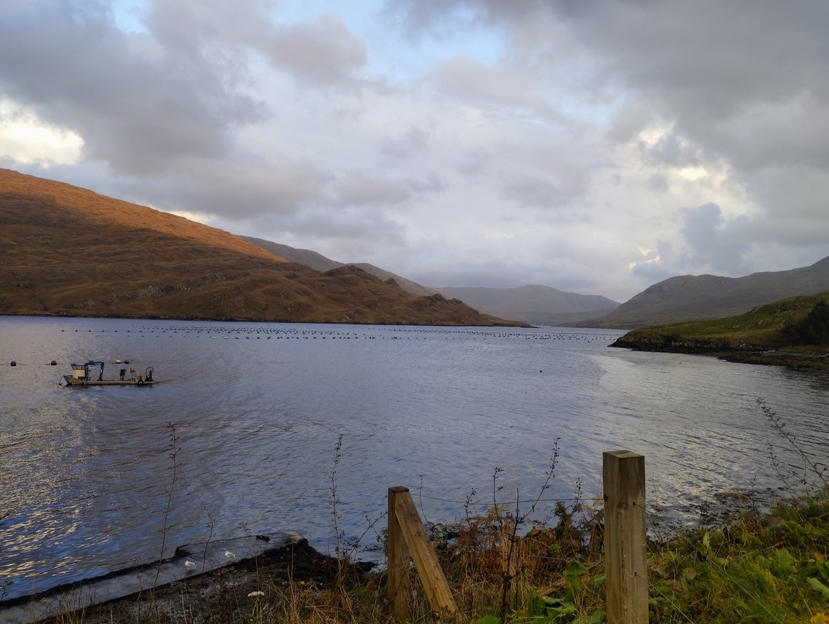 At Killary Shellfish to discuss @ATU_ie student's project on mussel farms biodiversity & habitat role + possible🤞future work with @timtreegan @roslininstitute. Thanks to cattle mart @ Maam Cross I had to drive up the scenic Inagh Valley. The fjord looking not too shabby either.