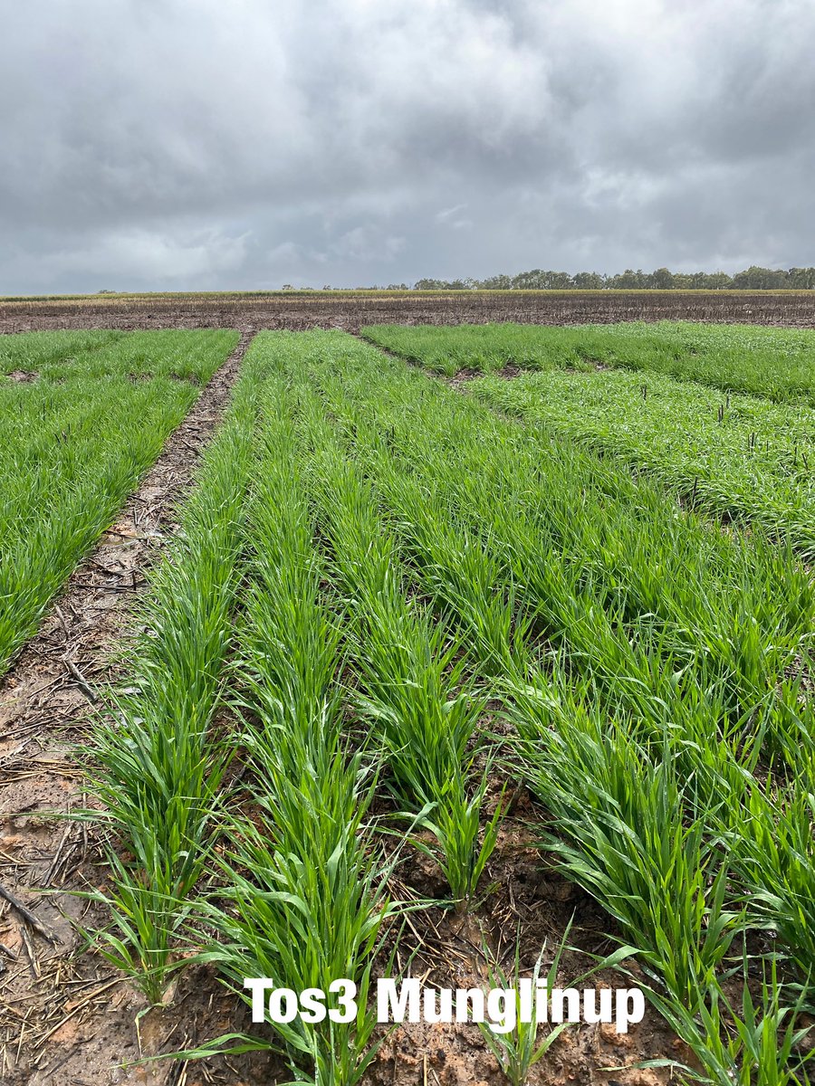 Tos1 Maximus +Rosalind flowering out at Munglinup.Planet about a week behind and the Vixen half out of the boot <a href="/theGRDC/">GRDC</a> <a href="/GRDCWest/">GRDC West</a> <a href="/SEPWA_ag/">SEPWA</a> <a href="/agro_brad/">Brad Westphal</a> <a href="/Stirlings2Coast/">Stirlings to Coast Farmers</a> 80mm in the last few days