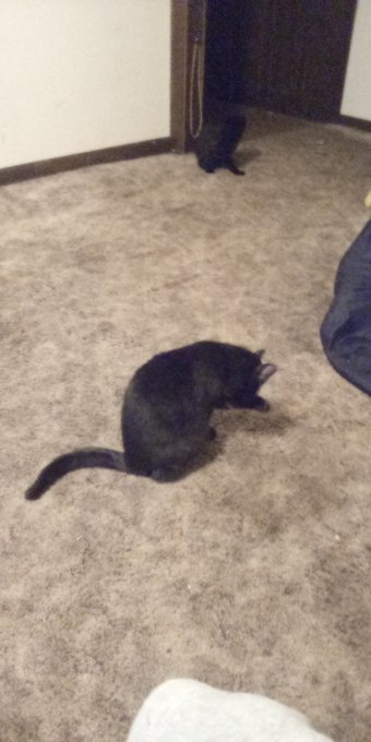 Two black cats, cause they wanted to chill inside with me https://t.co/2kGWMloak1<a href="/tag/porn"class="tags"><span>#porn</span></a><a href="/tag/hentai"class="tags"><span>#hentai</span></a><a href="/tag/nnn2022"class="tags"><span>#nnn2022</span></a><a href="/tag/nottamaninyofamilyify"class="tags"><span>#nottamaninyofamilyify</span></a>