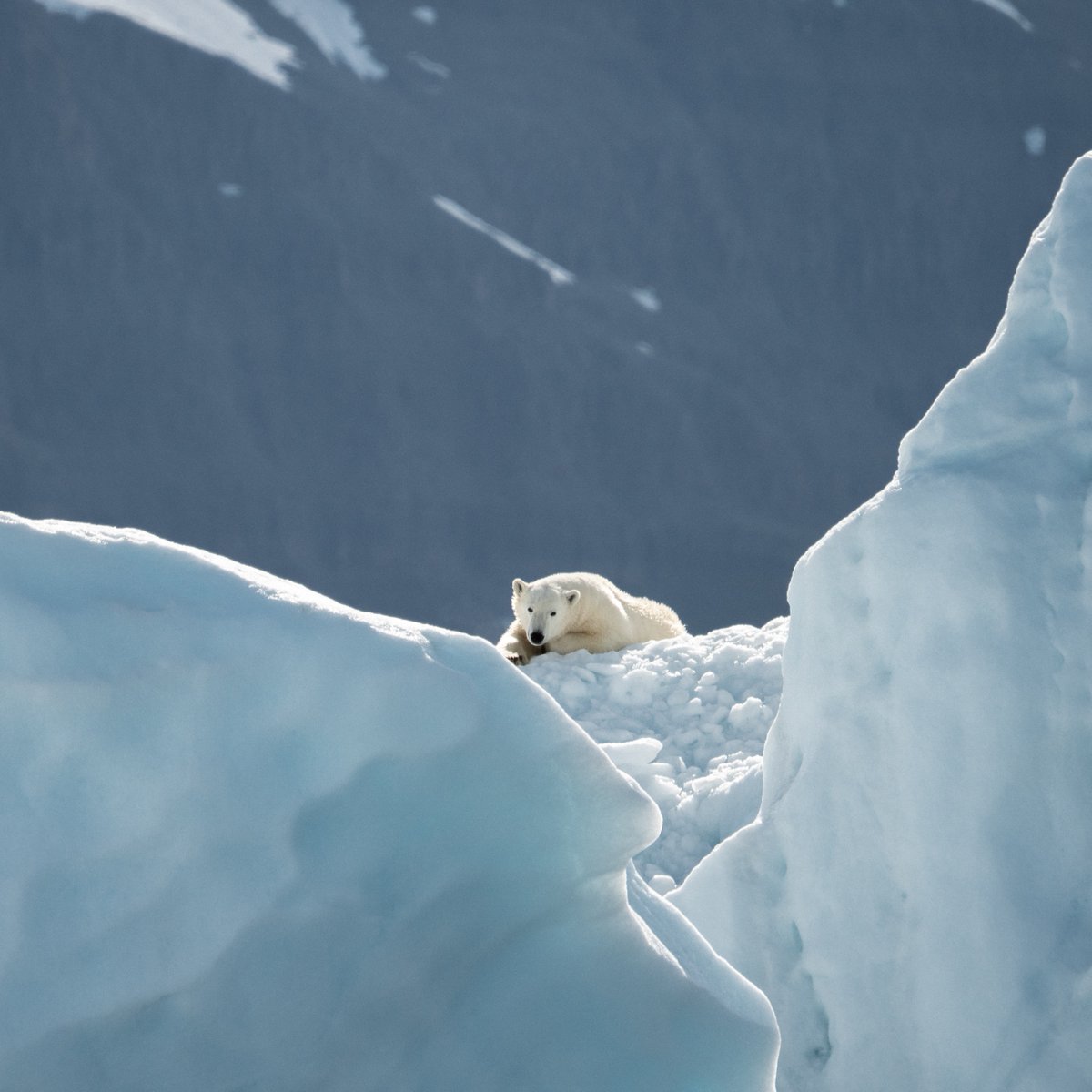 MissionBlue's tweet photo. "We have to change if we are to really move from decline to recovery to get to that better place, that perpetual planet, that sustainable place for ourselves within a universe that's really unfriendly." @SylviaEarle

Photo by Annie Spratt https://t.co/FjFwBpGGyb