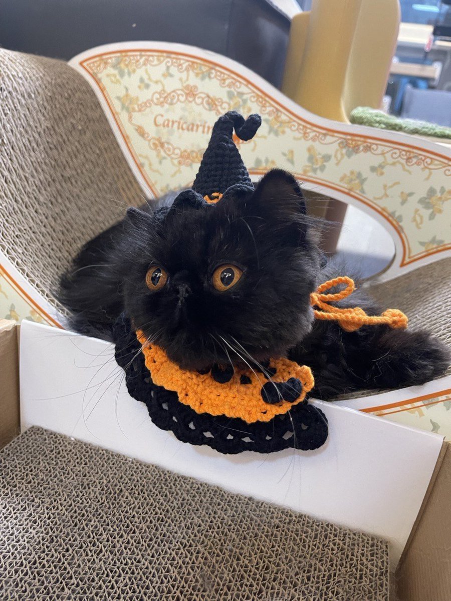 Only the beginning of November but already feeling a bit burned out? 😓

Take a 5-minute break &amp; admire our #CMC Pets in #Halloween costumes 😉