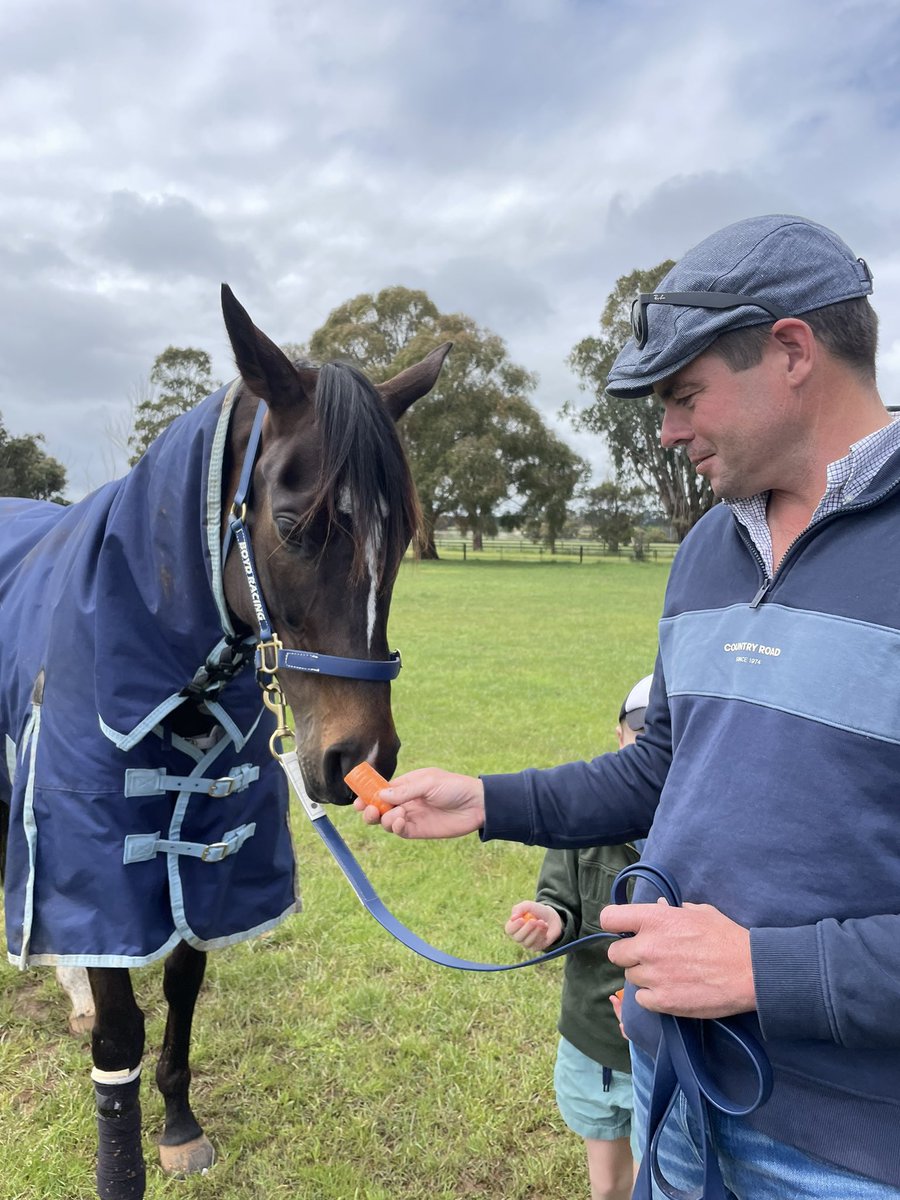 dansdrivel's tweet photo. The morning after. High Emocean definitely earned a carrot or ten after her sensational third in yesterday’s #MelbourneCup https://t.co/3g1SJKd2kS