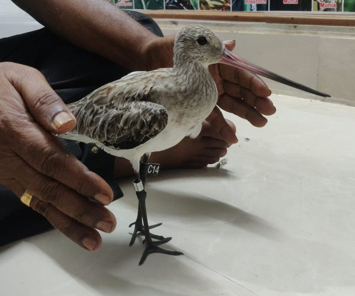 BNHSIndia's tweet photo. Bar-tailed godwit, a bird well known for very long distance non stop flights, is being ringed and colour flagged by BNHS experts at Point Calimere, Tamil Nadu. We are looking forward to learning more about these amazing birds through our ringing program. https://t.co/mpvMtgnkDm