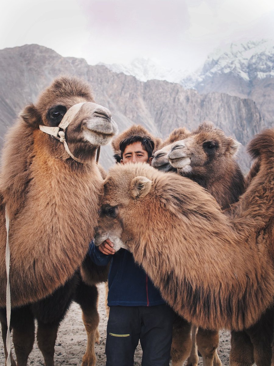 niransachdev013's tweet photo. @vsco These furry cuties in Ladakh #NubraValley https://t.co/Ry6e1KccFS