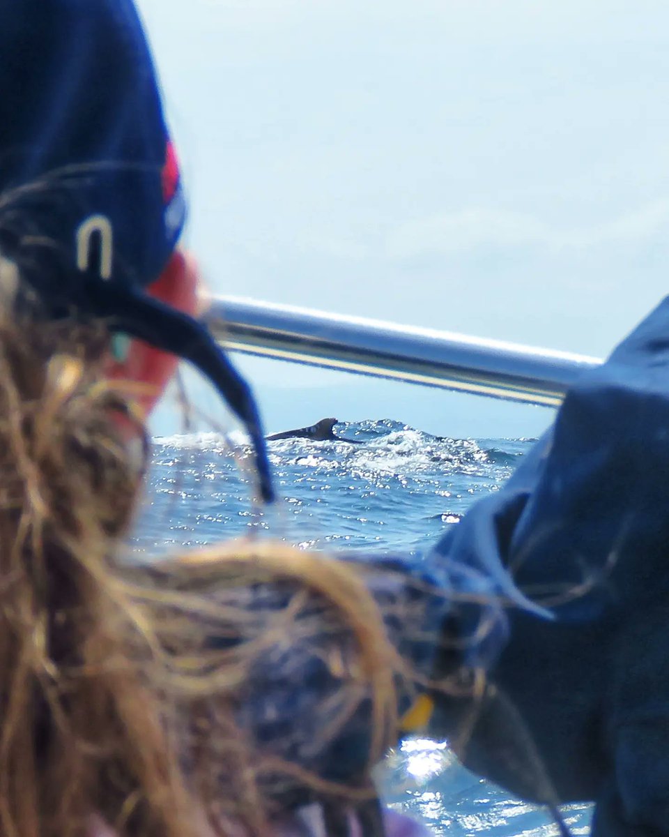 Today marks 1 year since we moved into our new shop on Thesen Island 
Our vision has taken us from a boat based company with a little shop into an attractive retail shop and in addition Odyssey café has become a popular meeting spot for coffee and treats daily. 
<a href="/ExploreKnysna/">Explore Knysna</a>