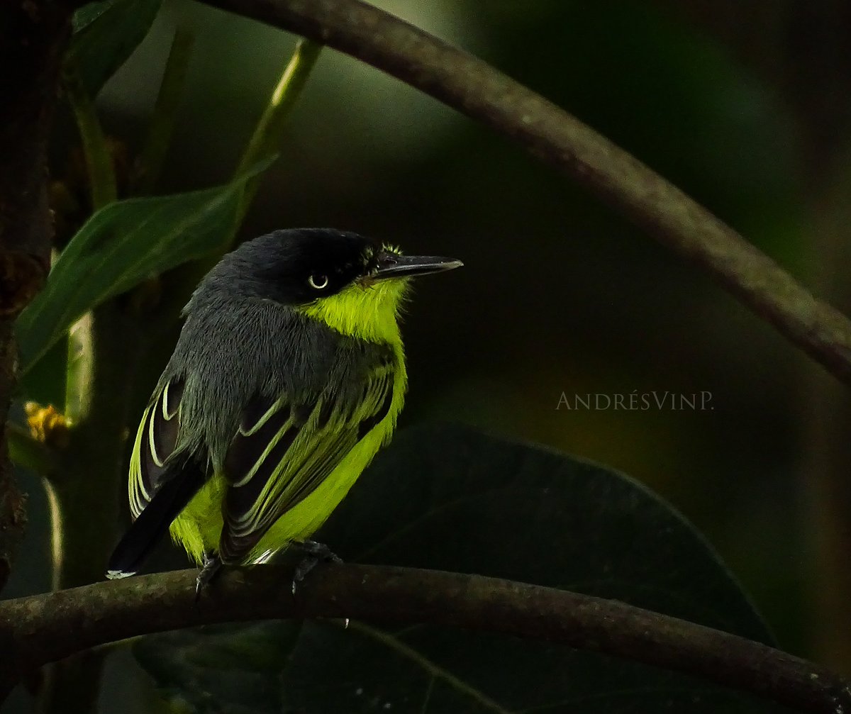 Soledad.

#birdwatching #birdoftheyear2022 #AvesDeColombia

Titirijí.