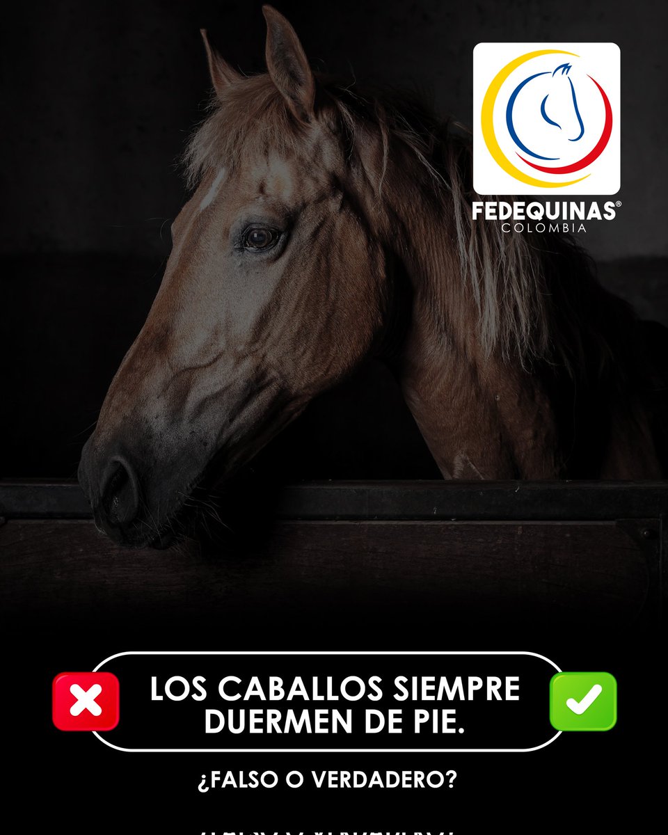 FedequinasOrg's tweet photo. Escríbenos en los comentarios 🐴 ¿Falso o verdadero? 

#Fedrquinas #OrgulloEquino #ccc #YoSoyFedequinas #Colombia https://t.co/Nx8IqPTiiF