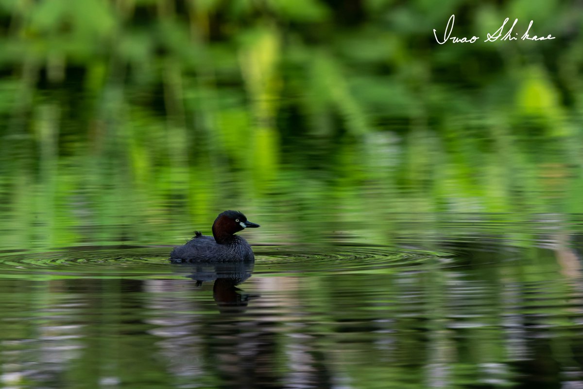 ishikase's tweet photo. Litte Grebe's morning https://t.co/BraST0FYKl