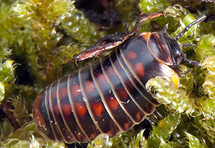 Zootaxa's tweet photo. Integrative redescription of the enigmatic monotypic alpine pill millipede genus Simplomeris Verhoeff, 1936 (#Glomerida, Glomeridae, Haploglomerinae).
https://t.co/LuMPq6aOxL
#Taxonomy https://t.co/pELc9Q9Ujj