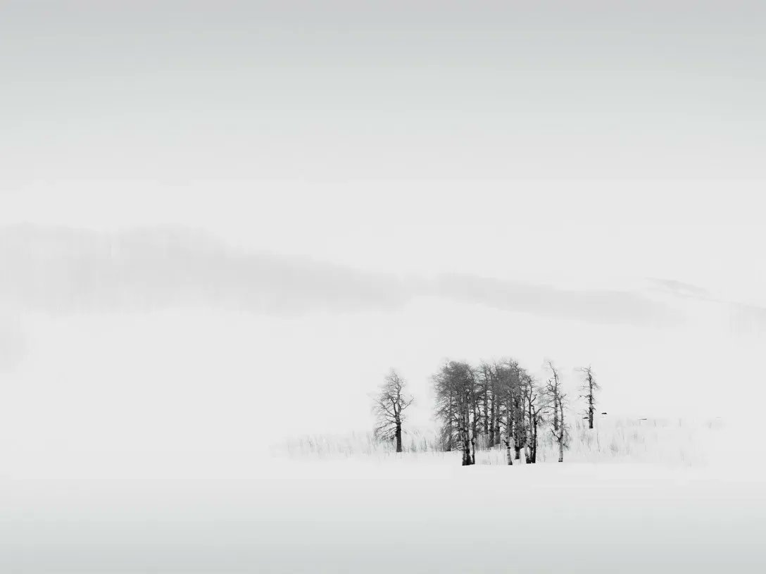 om's tweet photo. “I wonder if the snow loves the trees and fields, that it kisses them so gently? And then it covers them up snug, you know, with a white quilt; and perhaps it says, ‘go to sleep, darlings, till the summer comes again.” - Lewis Carroll #quote @leica_camera 
https://t.co/UrgOYYnXFL https://t.co/OHVnwtqDRs