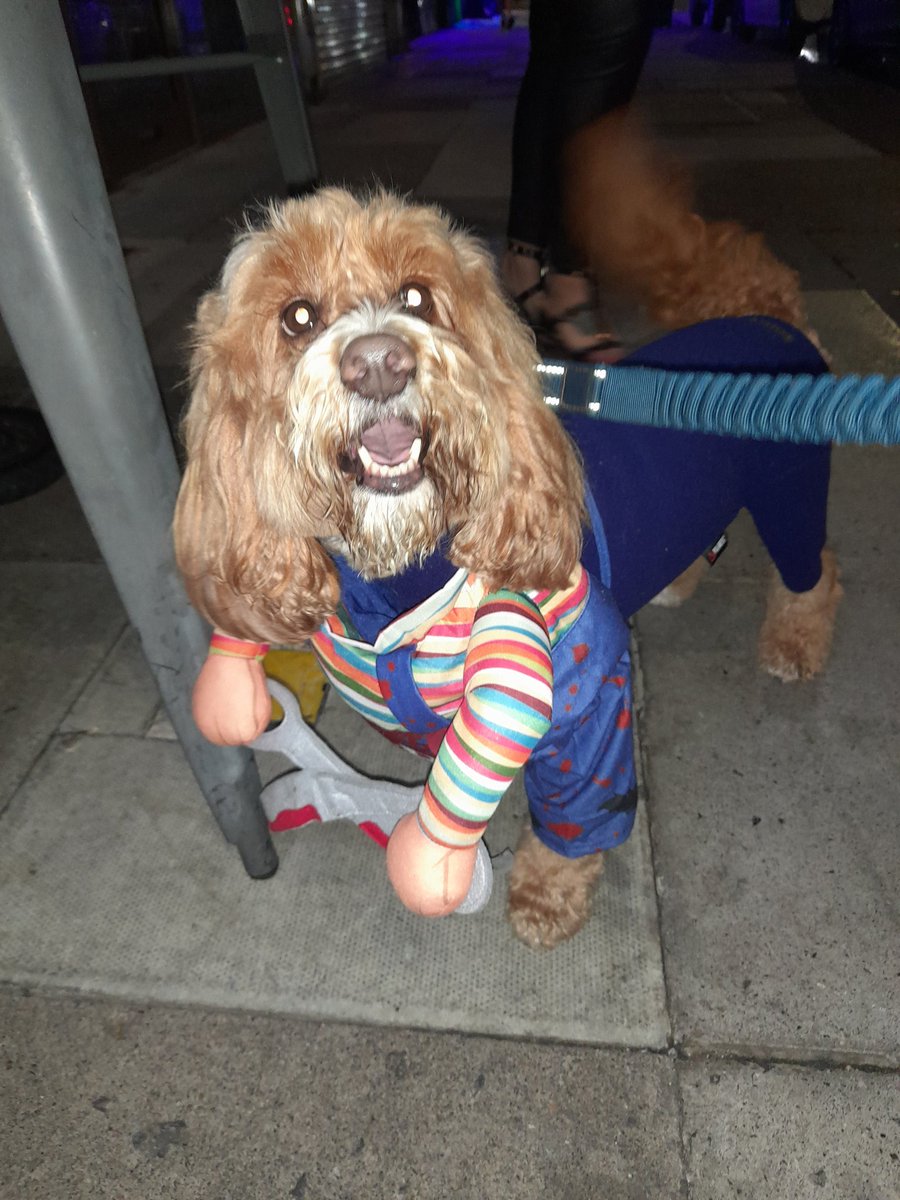 CoxCarrina's tweet photo. @ChuckySource @ChuckyIsReal look at how my friend dressed up his dog this halloween xcx https://t.co/yAqjSlBvYJ