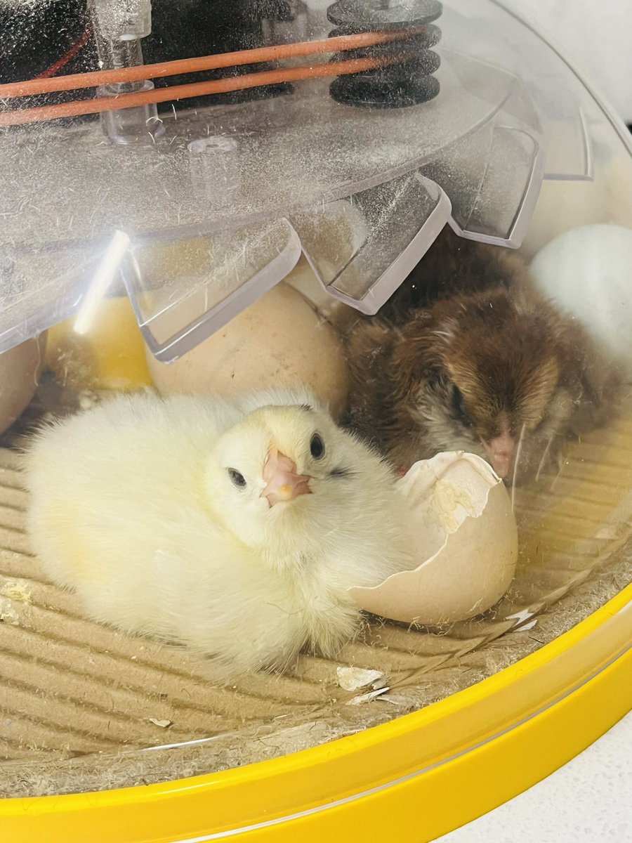 Maria Salazar tweet media