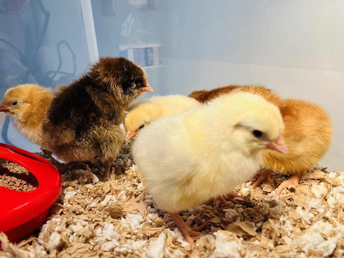 Maria Salazar tweet media