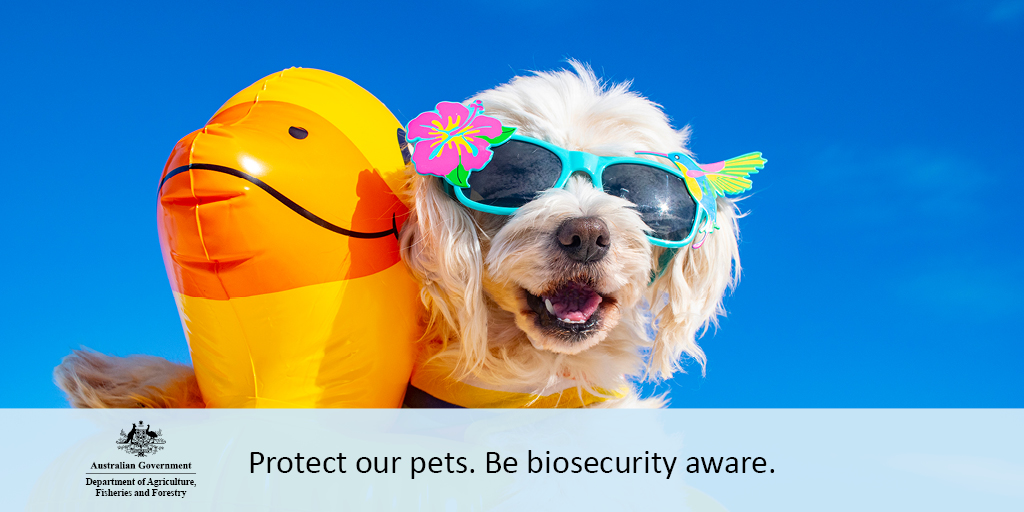 DAFFgov's tweet image. Is the international adventure over for your dog? Don’t overlook the paperwork!

Learn more about importing your pet to Australia, and how to apply for a permit here: fal.cn/3tfbf

#BiosecurityMatters #animalhealth #Biosecurity
