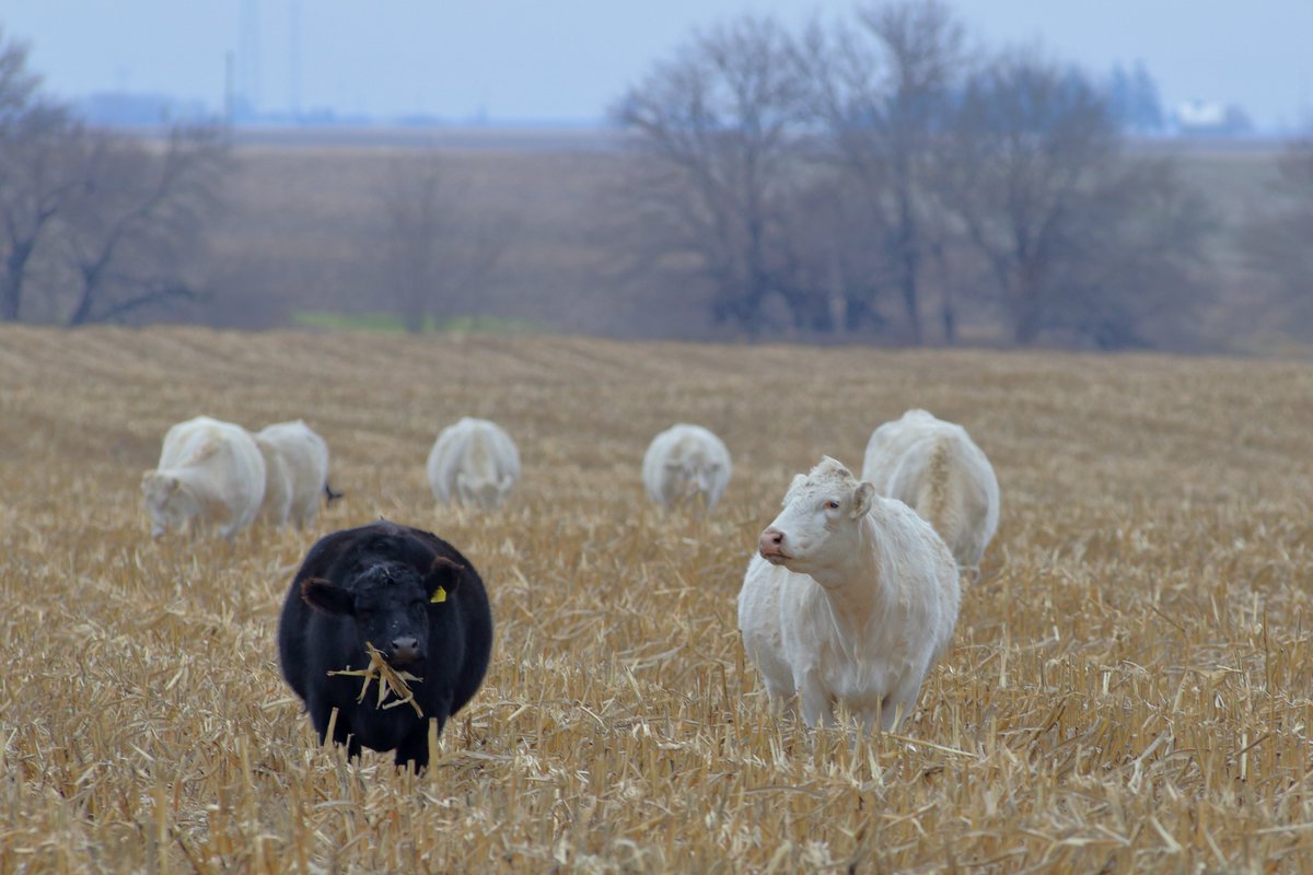 Cover crops and corn stalks can extend grazing. There are also precautions to be aware of when pursuing traditional pastureland alternatives. 

Tom Bowman discusses further: bit.ly/BeefGrist-Fall…

#Ontag #CndAg #CdnBeef #BetterBeef #PastureRaised #SoilHealth #CoverCrops