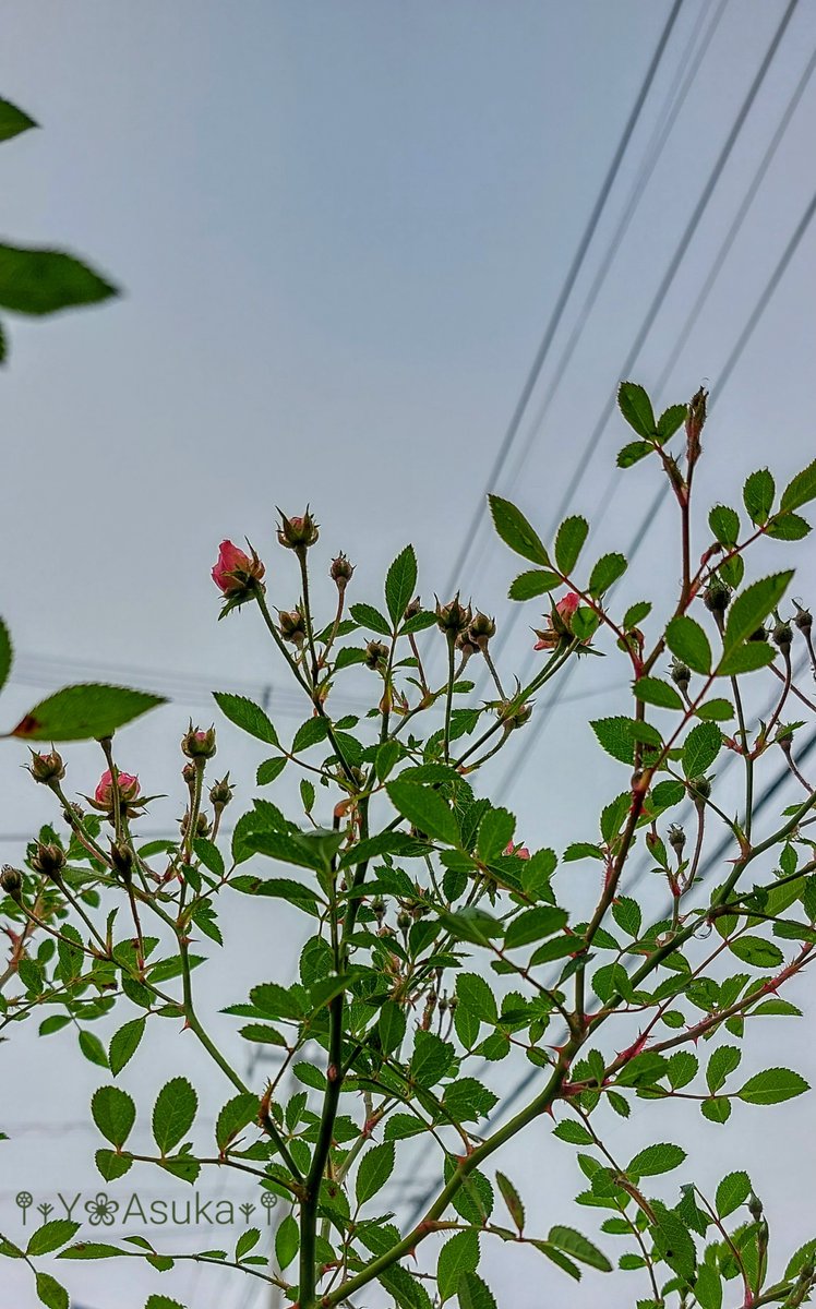 yumeasutw's tweet photo. 辺り一面真っ白な #霧 に覆われた水曜日の朝🌫️
#雫 を纒いしっとりの #ミニバラ 🌹

予想最高/最低気温🌡️23℃/10℃
曇りのち晴れ☁️→☀️
日が高くなるにつれて青空が広がり穏やかな秋晴れとなりそうです🍁

#空の名前
#天気の図鑑 #雲友の会
#濃霧
#薔薇 #バラ #Rose
#庭花 #花
#a2022 #a1102 #a202211 https://t.co/ZvkcOwcqOt