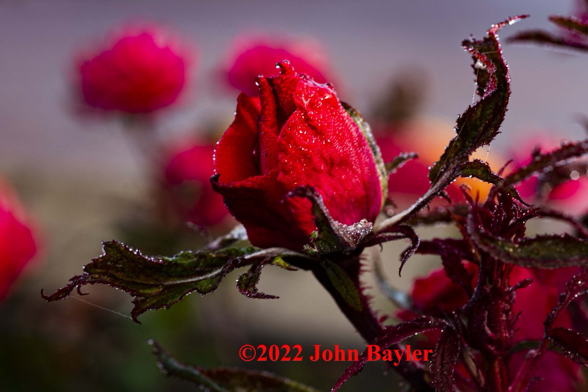 JohnBaylerPhoto's tweet photo. A rose picture before winter sets in. #rose #flower #waterdrops #waterdropsmacro #macrophotography #nikon #johnbaylerphotography #etsystoreowner https://t.co/zNn7oJxLvs #nikonmacro https://t.co/m3opJ4PXAY
