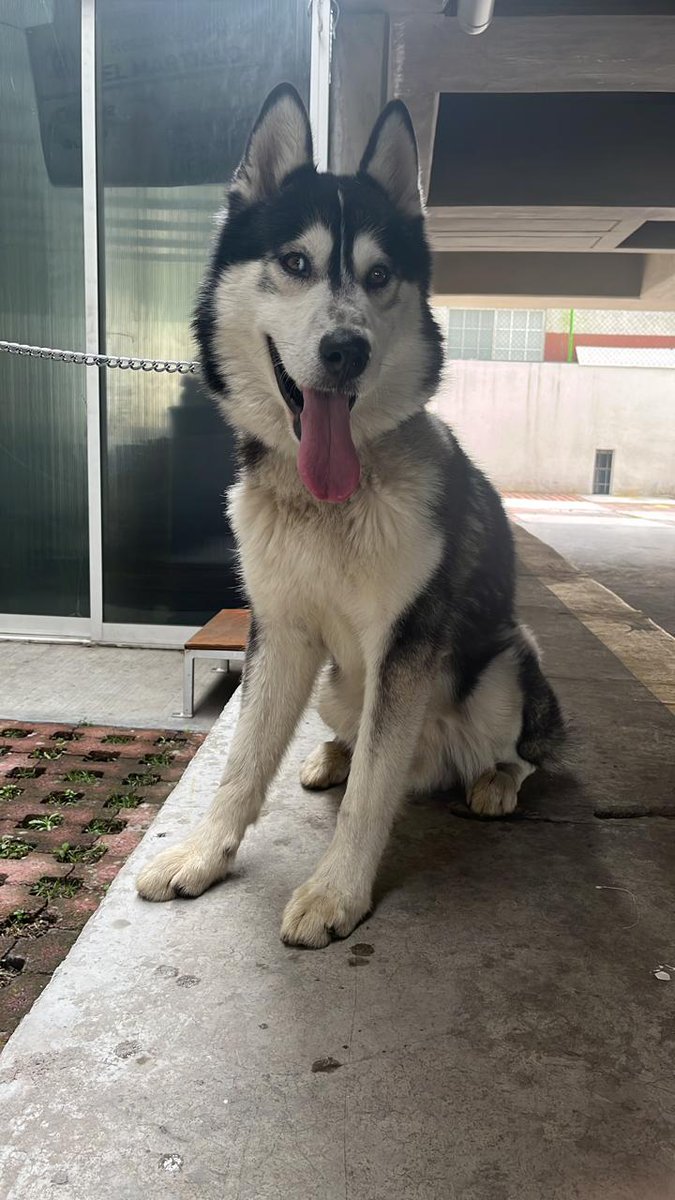 BernaZamora's tweet photo. Perrito encontrado en Copilco el Alto, Coyoacán.

Si alguien lo reconoce avísenme, está en mi unidad.

RT hasta que aparezca el dueño, el perrito está bien chulo. https://t.co/J3zGJqY721