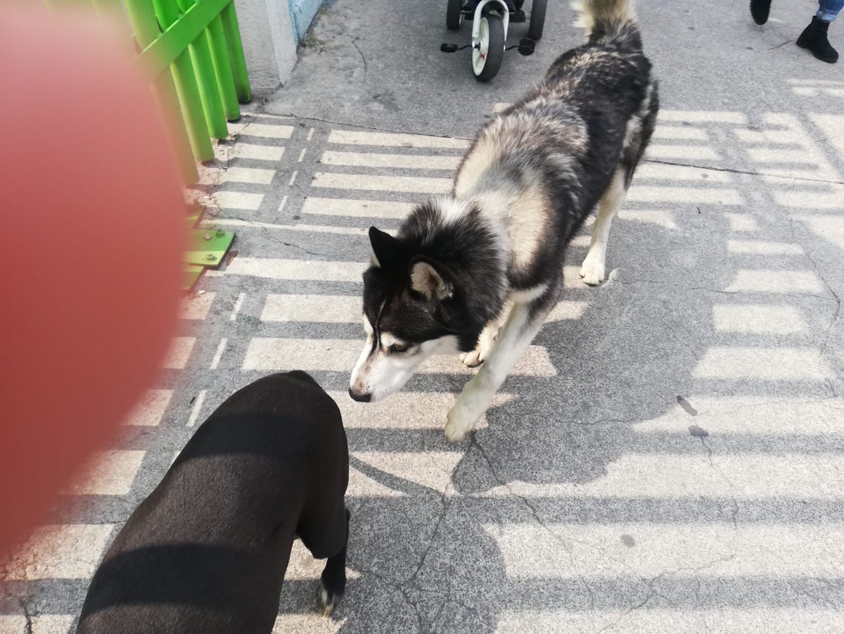 BernaZamora's tweet photo. Perrito encontrado en Copilco el Alto, Coyoacán.

Si alguien lo reconoce avísenme, está en mi unidad.

RT hasta que aparezca el dueño, el perrito está bien chulo. https://t.co/J3zGJqY721