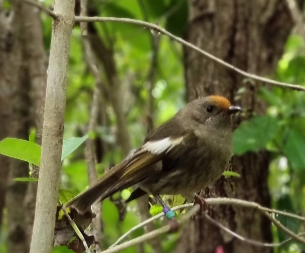 While hihi did not win the #BOTY2022 crown, the harakeke/flax have been giving hihi a different kind of crown.

Congrats #pīwauwau/#rockwren on winning #birdoftheyear 👑

📸: Maree Johnston
