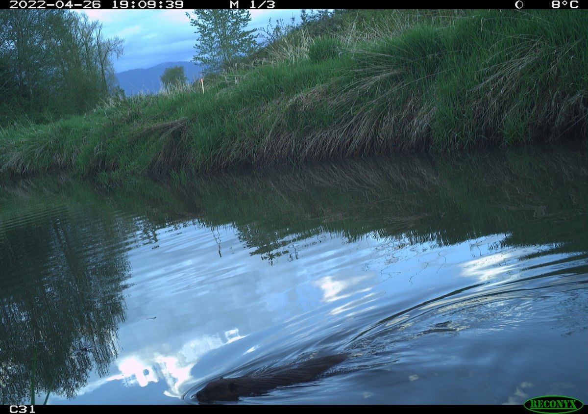 Dr. Chelsea Little tweet media