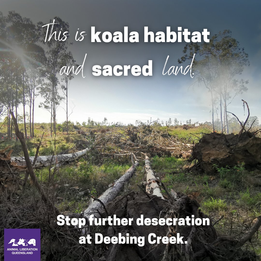 animalkind_aus's tweet photo. Deebing Creek Mission Site is home to human remains, birthing trees and songlines. It is some of the last core koala habitat in Ripley Valley corridor.

Please take action &amp; tell the Qld gov to protect this critical wildlife habitat and sacred land- https://t.co/FIOxzTJtzK https://t.co/1ENEjkPbU2