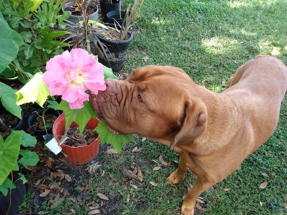 LEXI THE DOGUE tweet media
