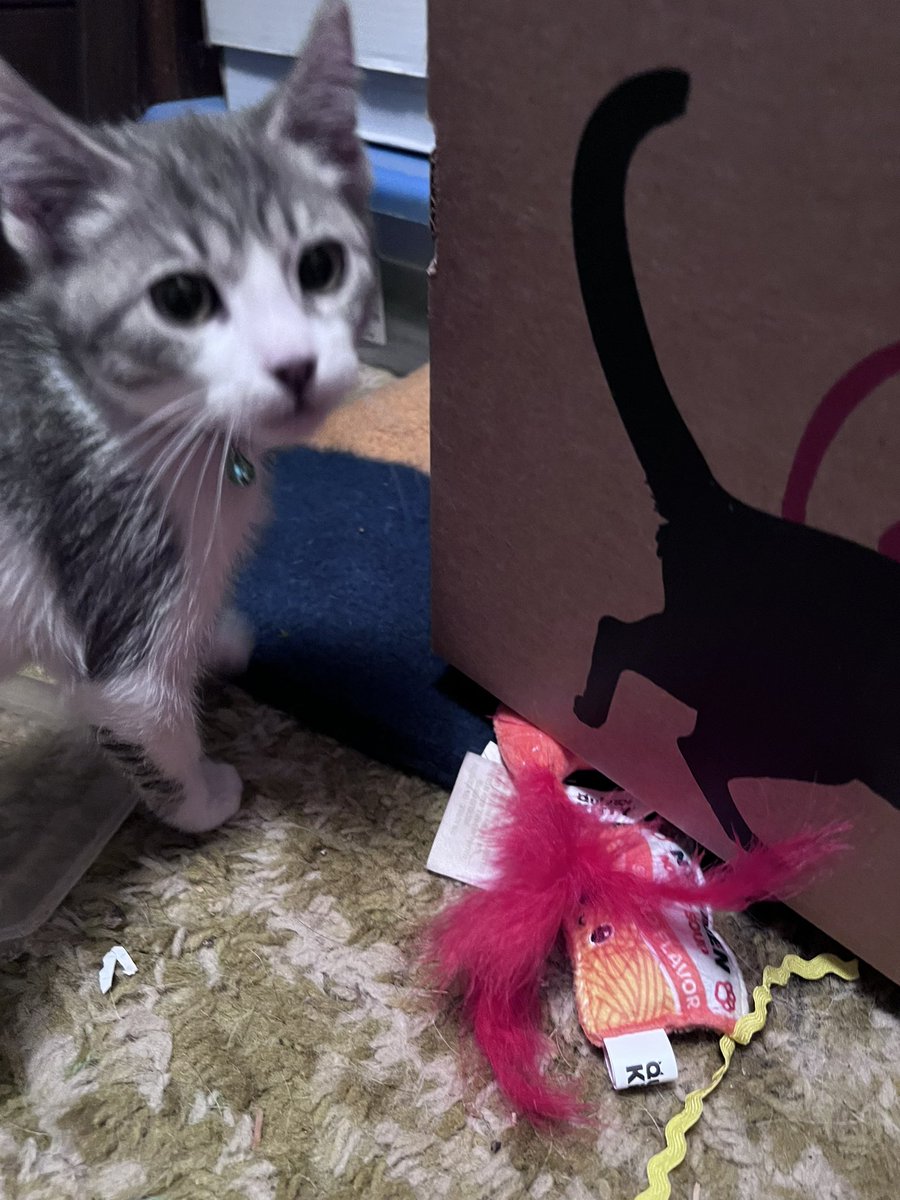 thread_witch's tweet photo. After much delay, welcome to your new home penny ✨ https://t.co/jnmrro1hKd