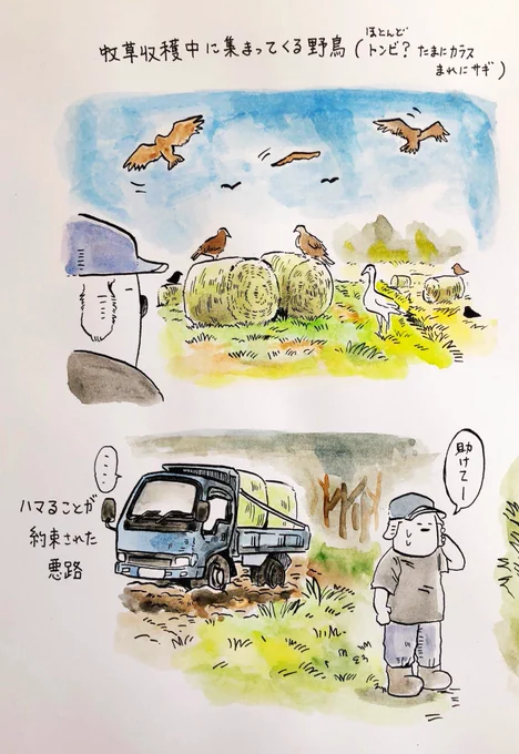 先月、牧草収穫作業のお手伝いが終了しました。
初心者すぎて足手まといだった感がします。

初めての牧草収穫の感想は「牛舎作業と牧草収穫を同時にするのハードすぎる」しかないです。

自分が初心者だからかもしれませんが、とにかく疲れました。 