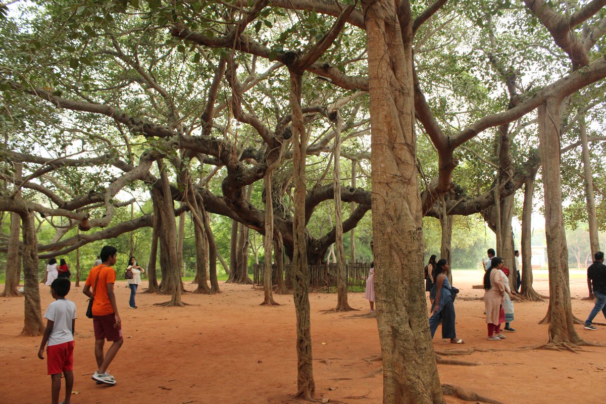 More than 100 years old banyan tree with its aerial roots.. #Matrimandir #Auroville