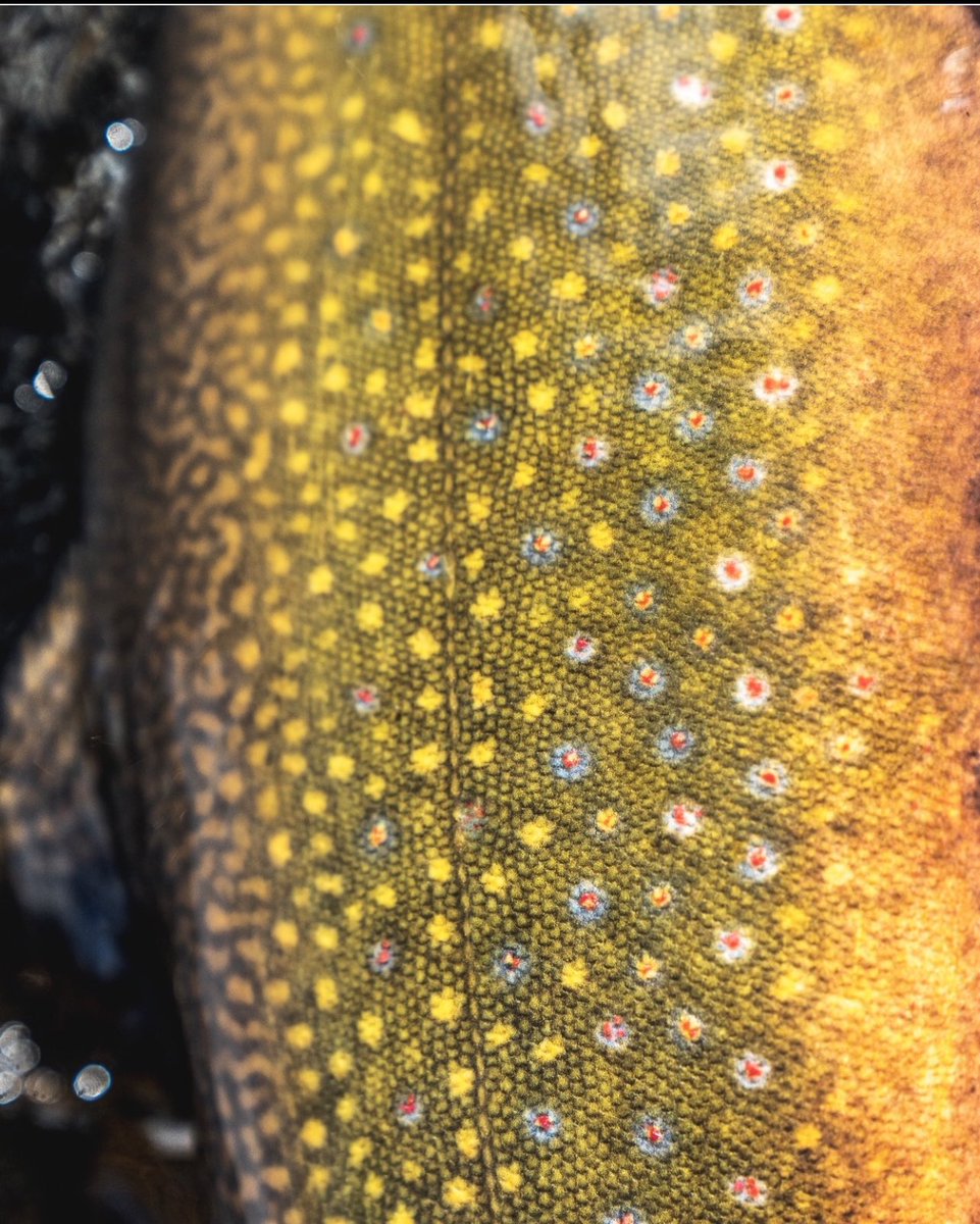 Congratulations to our friends <a href="/PRGflyfishing/">PatagoniaRiverGuides</a> on achieving 20 years of stories,  20 years of exploration, and 20 years of completely unique experiences. #FishItWell #SimmsFishing 

📸: <a href="/mattjonesphoto/">Photography by Matt Jones</a>