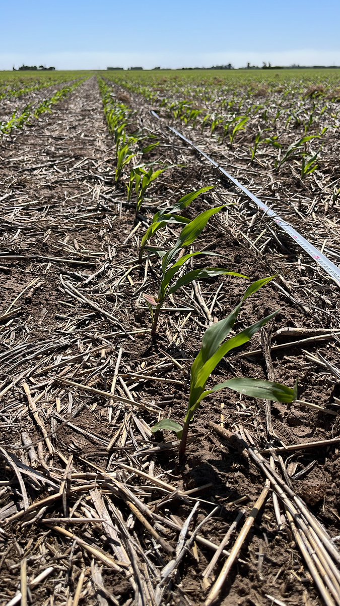 Produceagro1's tweet photo. Daño de heladas 1-11-22. Muy dependiente de la cobertura del lote, ultima imagen: maíz el día de ayer antes de la helada https://t.co/rw769ITolQ