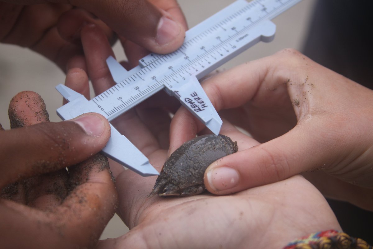 limpetsnews's tweet image. It’s @sanctuaries’ 50th and @limpetsnews’ 20th anniversaries!🥳

To celebrate, @NOAA_CINMS, @FarallonesNews, @PGMuseum, and @USCSeaGrant invite youth and families to get their #EyesinSanctuaries through rocky intertidal &amp;amp; sandy beach monitoring. 🌊🦀

#CommunityScience #LiMPETS