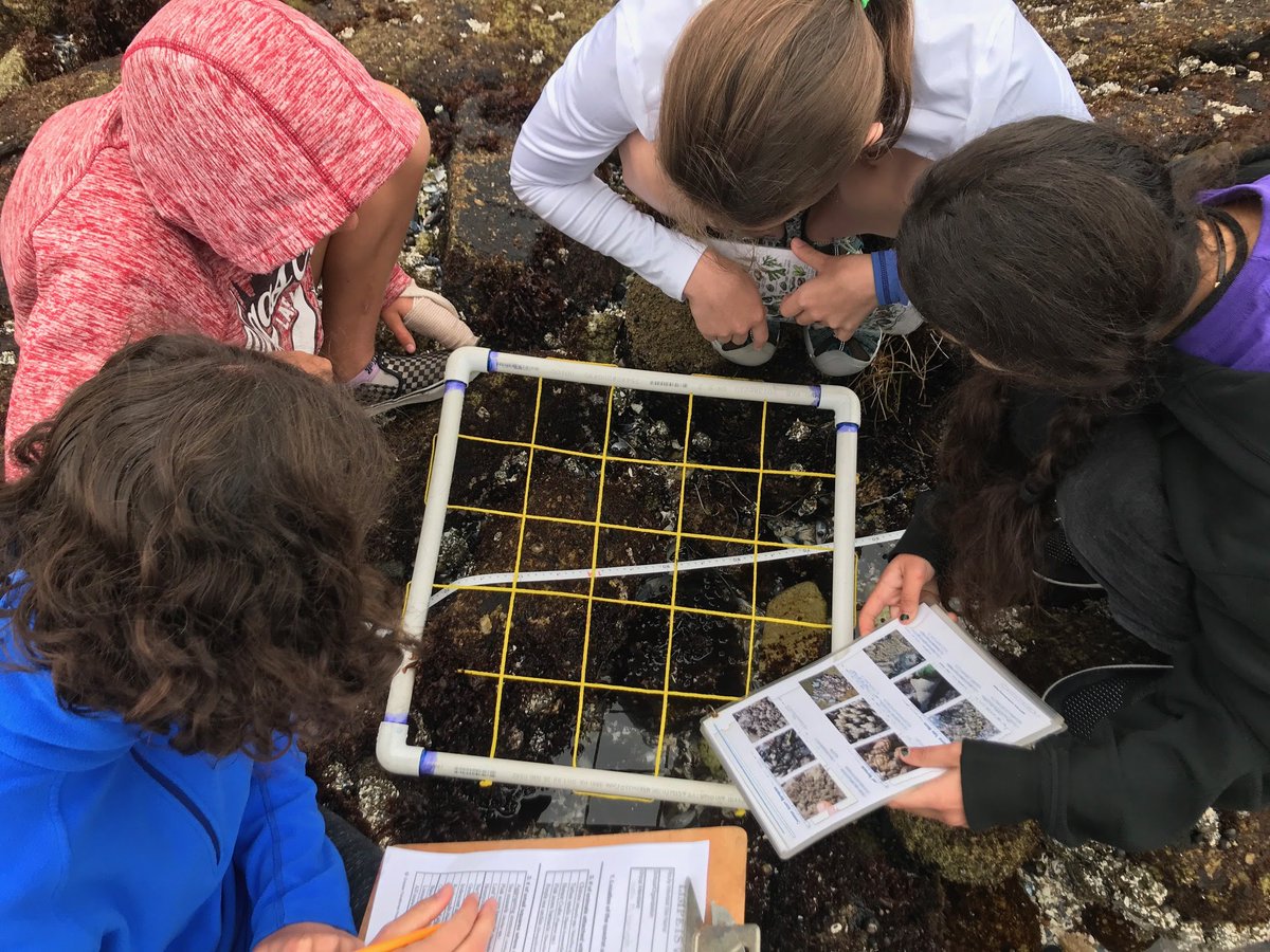 limpetsnews's tweet image. It’s @sanctuaries’ 50th and @limpetsnews’ 20th anniversaries!🥳

To celebrate, @NOAA_CINMS, @FarallonesNews, @PGMuseum, and @USCSeaGrant invite youth and families to get their #EyesinSanctuaries through rocky intertidal &amp;amp; sandy beach monitoring. 🌊🦀

#CommunityScience #LiMPETS