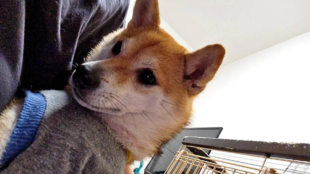 うちはカワイイ・トキ・ハァースキ♡って名前かもしれん。
『知ってます🐕』って顔されるけど…  