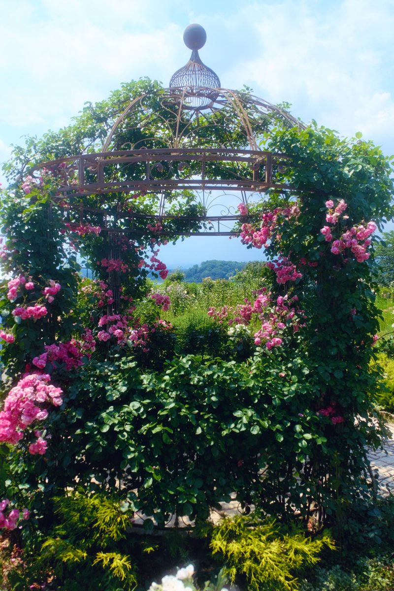 「薔薇咲く庭園」

#写真好きな人と繋がりたい
#ファインダー越しの私の世界 
#FUJIFILM 
#photography