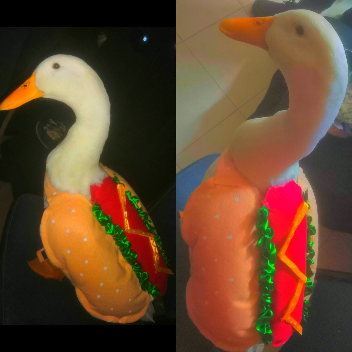 Bell_Marz's tweet photo. @BeautyOfertasMx Pues no es perrito 🤭 pero es mi Pathijo 🦆💖 y se vistió de HotDuck 🌭 y de Arlequín de Halloween 🎃🧡 https://t.co/0MSBMBayrv