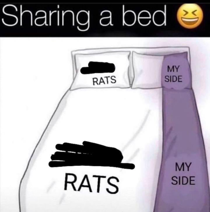Rats (@legalizerats) on Twitter photo 